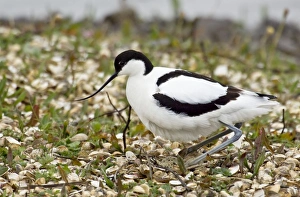 Avocet - Settling on eggs - Marshside RSPB reserve Avocet - Settling on eggs - Marshside RSPB reserve
