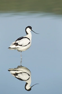 Avocet - standing in shallow water with reflection in early morning sunshine - April Avocet - standing in shallow water with reflection in early morning sunshine - April