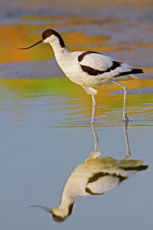 Related Images Collection: Avocet - Texel - Netherlands