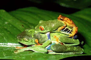 Treefrogs Gallery: Related Images