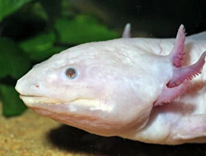 Axolotl - neotenous larval form showing external gills