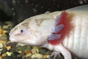 Axolotl: white form of neotenous larva