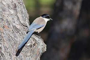 Azure-winged Magpie - adult bird perching on tree Azure-winged Magpie - adult bird perching on tree