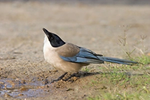 Azure-winged Magpie - Adult drinking from puddle of water Azure-winged Magpie - Adult drinking from puddle of water