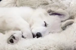 Related Prints: Swiss White Shepherd Dog Sleeping Print - Baby Animals