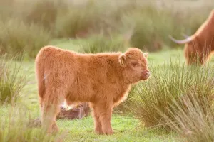 Highland Cow Prints: Highland Cattle Calf Print