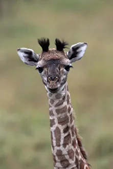 BABY GIRAFFE - close-up of head and neck BABY GIRAFFE - close-up of head and neck