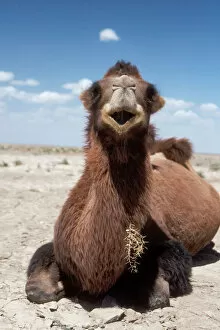 Images Dated 9th August 2004: Bactrian Camel