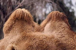 Bactrian Camel - humps, well fed, winter coat Bactrian Camel - humps, well fed, winter coat