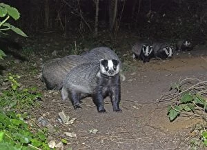 Images Dated 12th August 2009: Badger - social group