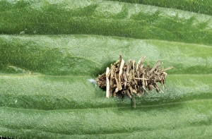 Bagworm Psychid Moth - larval in camouflaged pupal case Bagworm Psychid Moth - larval in camouflaged pupal case