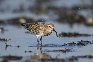 Sandpipers Gallery: 
