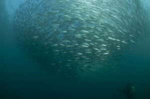 Images Dated 3rd July 2010: Baitball school of small bait fish with diver