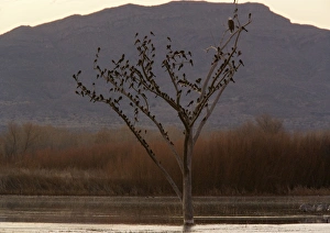 Bald Eagle - adult perched in tree, with large flock of Great-tailed Grackles Bald Eagle - adult perched in tree, with large flock of Great-tailed Grackles