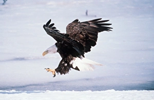 BALD EAGLE - landing BALD EAGLE - landing