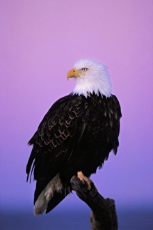 Bald Eagle - Sitting on perch a half hour before sunrise Bald Eagle - Sitting on perch a half hour before sunrise