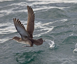 Balearic Shearwater - in flight - running on the sea to take off Balearic Shearwater - in flight - running on the sea to take off