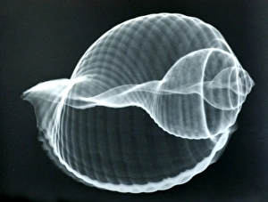 Baler shell, x-ray to show internal structure and spiralling. spirals Baler shell, x-ray to show internal structure and spiralling. spirals