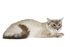 Balinese Cat - Blue silver tabby point Balinese Cat - Blue silver tabby point