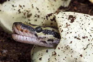 Framed Print : Ball Python Print - Captive Hatching from Egg, Native to Africa Framed Print : Ball Python Print - Captive Hatching from Egg, Native to Africa