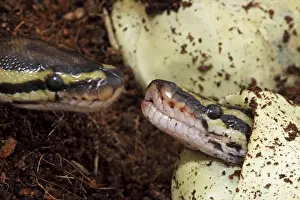 Prints of CAN-3928 Ball Python - Captive hatching from egg Native to Africa Python regius John Cancalosi Please note that prints are for personal display purposes only and may not be reproduced in anyway Snake Prints: Ball Python Print - Captive Hatching from Egg