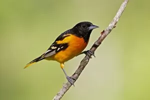 Baltimore Oriole Gallery: Baltimore Oriole - adult male in late spring