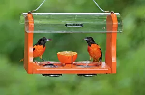 Songbird Gallery: Baltimore Oriole - males feeding at jelly and fruit feeder
