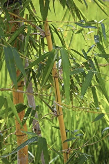 Bamboo, Giao Thien Commune, Red River Delta