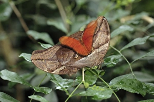Bamboo and Julia Heliconian butterfly (Dryas julia) - a Julia Heliconian butterfly Bamboo and Julia Heliconian butterfly (Dryas julia) - a Julia Heliconian butterfly