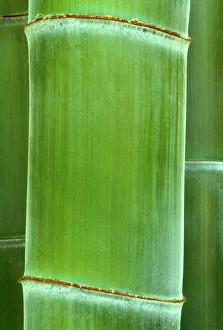 Bamboo - detail of the stubble Bamboo - detail of the stubble