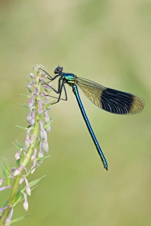 Banded Demoiselle - damselfly resting on willowherb Banded Demoiselle - damselfly resting on willowherb