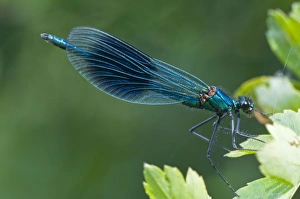 The Banded Demoiselle - male resting on hawthorne leaves The Banded Demoiselle - male resting on hawthorne leaves