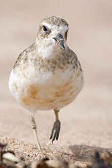 Banded Dotterel or Mountain Plover - front portait of adult in plain plumage strolling Banded Dotterel or Mountain Plover - front portait of adult in plain plumage strolling