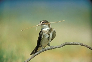 Banded Martin - with nest material in beak Banded Martin - with nest material in beak