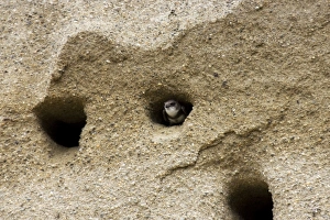 Bank Swallow / Sand Martin - looking out from nest hole in sand bank Bank Swallow / Sand Martin - looking out from nest hole in sand bank