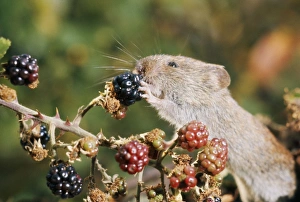 Bank Vole - eating blackberries Bank Vole - eating blackberries