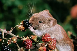 Bank Vole - feeding on blackberries Bank Vole - feeding on blackberries