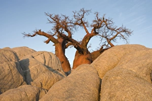 Baobab - In the early morning at the isolated Kubu Island Baobab - In the early morning at the isolated Kubu Island