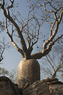 Baobab Tree - Known as Boab Tree in Australia where it is the only species Baobab Tree - Known as Boab Tree in Australia where it is the only species