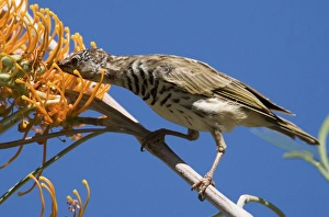 Bar-breasted Honeyeater - feeding on Fern-leafed Grevillea (Grevillea pteridifolia) Bar-breasted Honeyeater - feeding on Fern-leafed Grevillea (Grevillea pteridifolia)