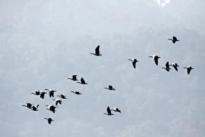 Images Dated 6th March 2011: Bar-headed Geese - flock in flight