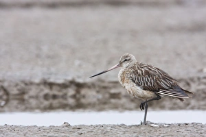 Bar-tailed Godwit - adult with injured leg resting on estuary Bar-tailed Godwit - adult with injured leg resting on estuary
