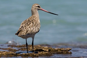 Bar-tailed Godwit female showing long bi-coloured bill Bar-tailed Godwit female showing long bi-coloured bill