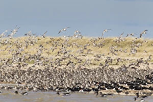 Wadden Sea Gallery: Bar-tailed Godwit - flock in flight - Germany