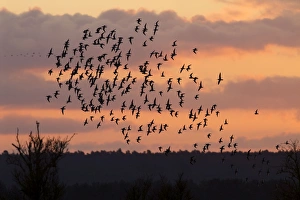 Bar-tailed godwit - flock of mainly bar-tailed godwits (with some Knot Bar-tailed godwit - flock of mainly bar-tailed godwits (with some Knot