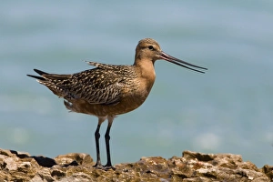 Bar-tailed Godwit male in breeding plumage dissipating heat Bar-tailed Godwit male in breeding plumage dissipating heat