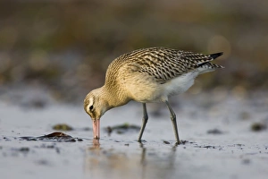 Bar-Tailed Godwit. - Probing for food in winter Bar-Tailed Godwit. - Probing for food in winter