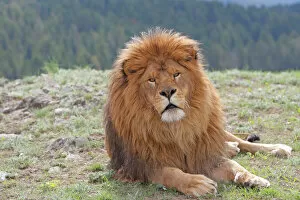 Images Dated 3rd June 2009: Barbary / Atlas / Nubian Lion. Extinct in wild