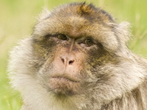 <b class=qtipBold><figcaption>Barbary Macaque</figcaption></b><br>DOW-165 Barbary Macaque Macaca sylvanus Steve Downer Please note that prints are for personal display purposes only and may not be reproduced in anyway.<br><em>© Steve Downer/ardea.com</em> Barbary Macaque