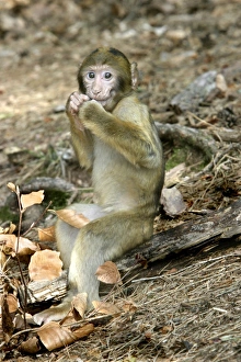 Barbary macaque / ape or rock ape - young Barbary macaque / ape or rock ape - young